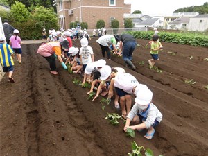 サツマイモの苗植え 