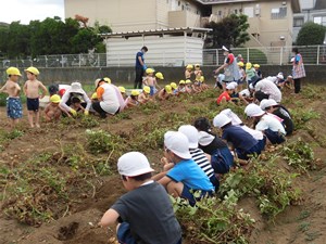 じゃがいも掘り 